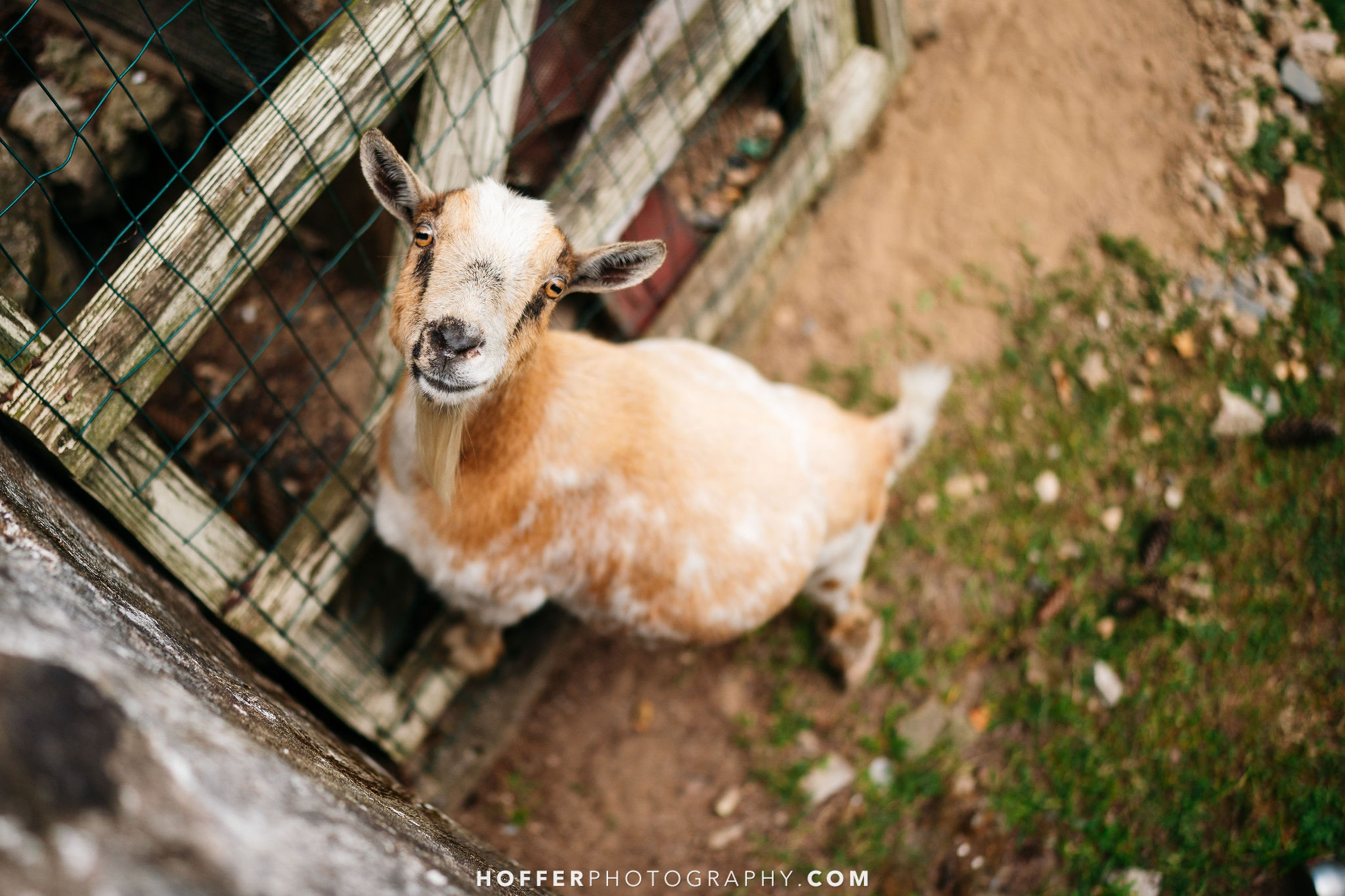 Ash Mill Farm, photograph 5